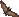 Verplanck Bat Removal
